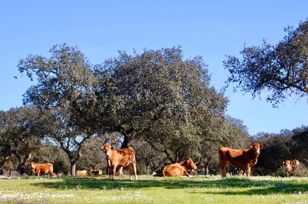 Herdade Da Burquilheira Family Retreat Alcáçovas Esterno foto